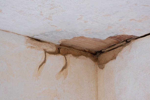 Best Mold removal after water damage  in Kentwood, LA